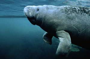 Manatee